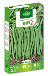 Haricot Nain Vert Oxinel 2